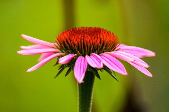 Jedním z nejznámějších adatpogenu je pravděpodobně echinacea, která má velmi dobré posilující účinky